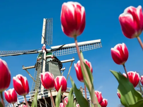 Dutch-bulbs-case