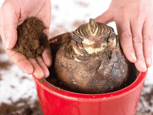 Dutch-bulbs-amaryllis-planting1.png
