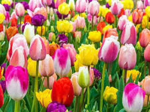 Dutch-bulbs-case