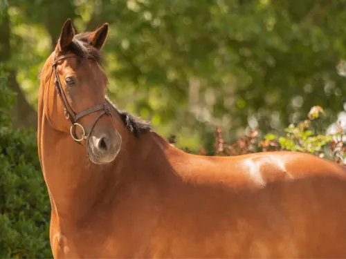 Bruin paard